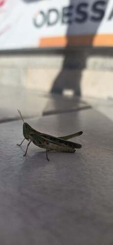 Syrbula montezuma