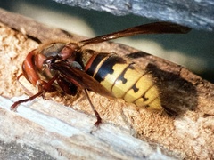 Vespa crabro