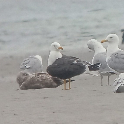 iNaturalist: (c) Kyle Jones, some rights reserved (CC BY-NC), uploaded by Kyle Jones iNaturalist image