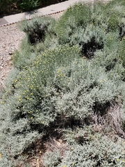 Santolina chamaecyparissus