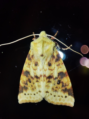 The Sallow