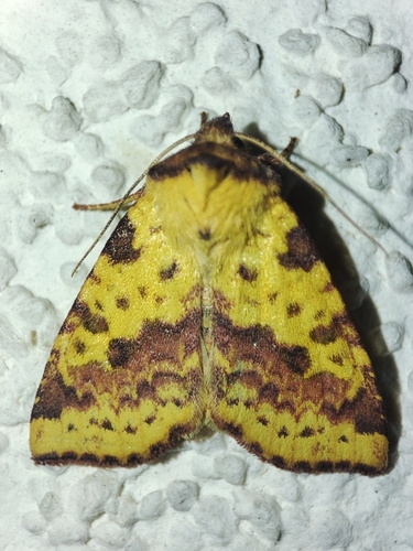 Pink-barred Sallow