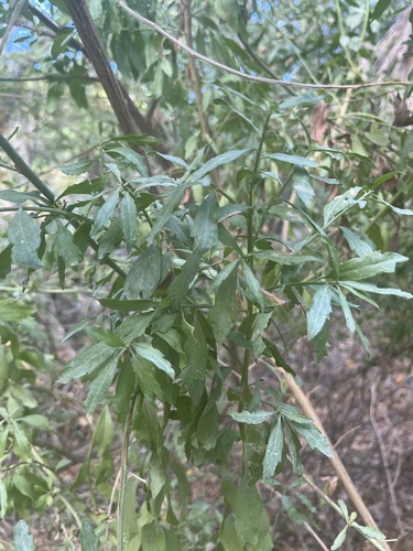 willow baccharis