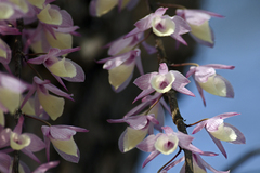 Dendrobium aphyllum