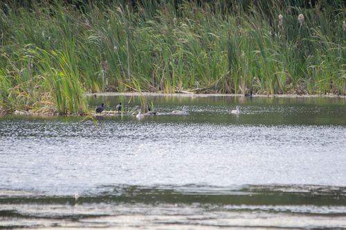 iNaturalist image
