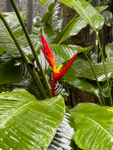 Heliconia farinosa, photograph 5
