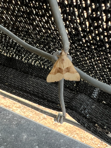 Anvil-wing Moth