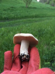 Calocybe