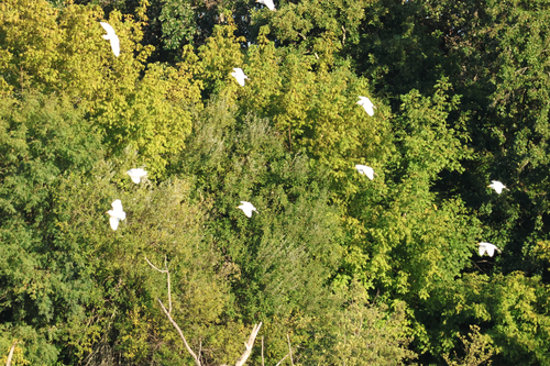 iNaturalist image
