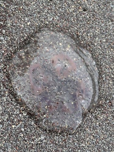 Common Moon Jelly