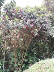 Andesanthus lepidotus