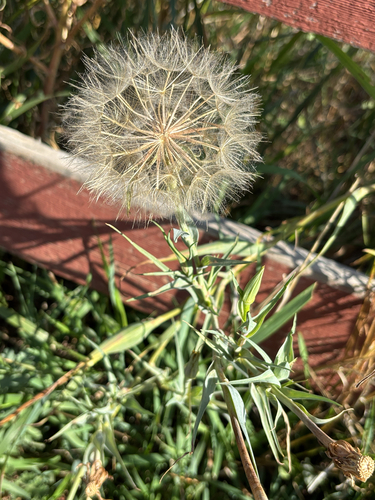 Yellow Salsify