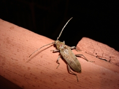 Brothylus gemmulatus