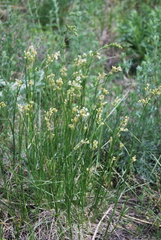 Eremogone longifolia