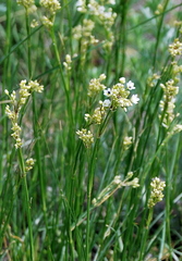 Eremogone longifolia