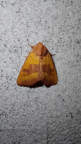 Centre-barred Sallow