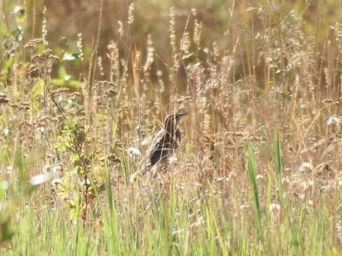 Western Meadowlark