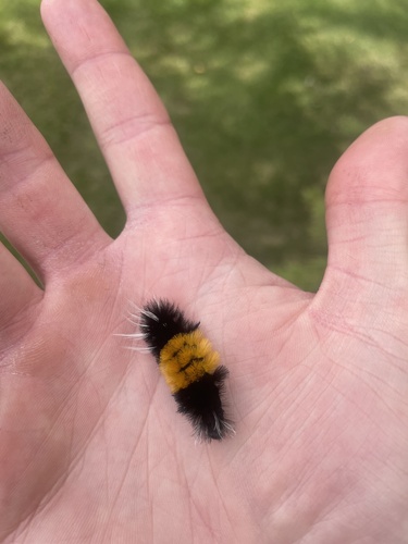 Spotted Tussock Moth