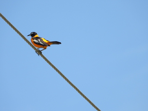 Venezuelan Troupial