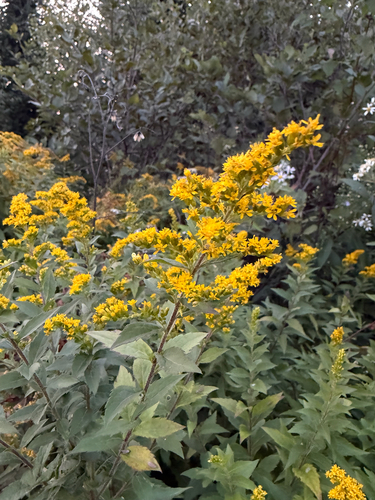 common wrinkle-leaved goldenrod