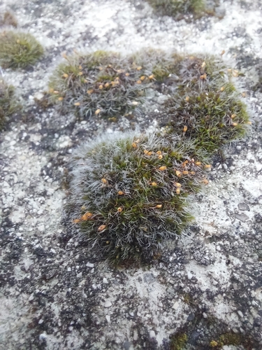 Grey-cushioned Grimmia