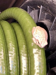 Hyla versicolor