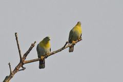 Treron phoenicopterus