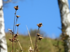 Serratula coronata
