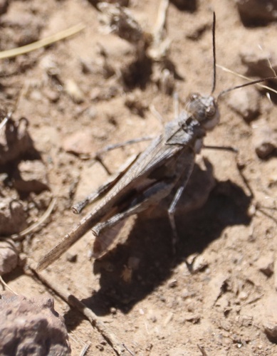 Platte Range Grasshopper