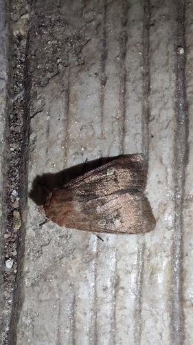 Square-spot Rustic