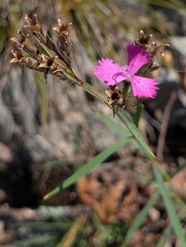 Dianthus seguieri, photograph 3