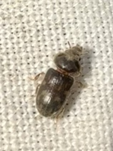Heterocerus fenestratus