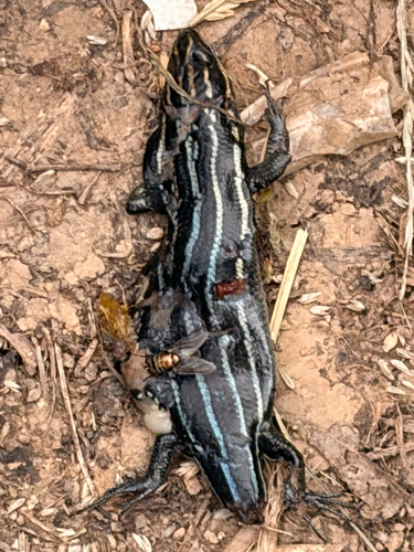 Common Five-lined Skink