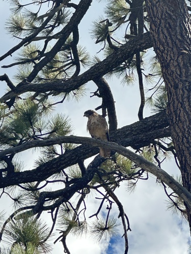 iNaturalist observation photo of Red-tailed Hawk