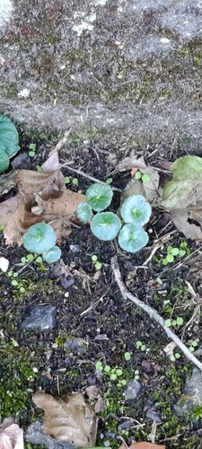 Wall Pennywort