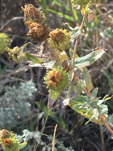 Curlycup Gumweed
