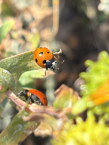 Seven-spotted Lady Beetle