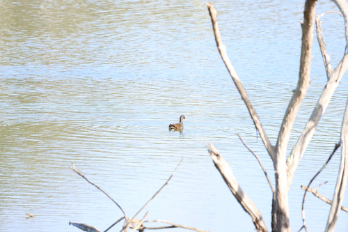 iNaturalist image