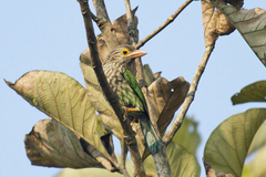 Psilopogon lineatus