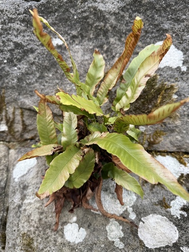 Hart's-tongue fern