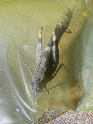 Strenuous Grasshopper