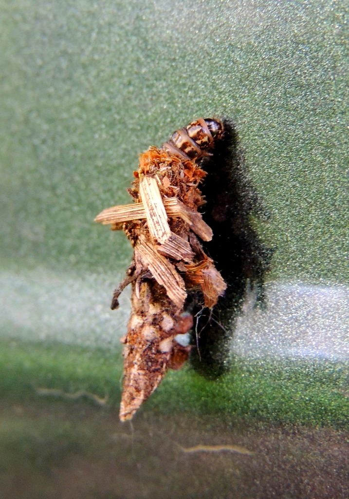 Birch Sweep