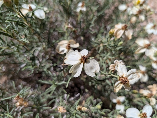 desert zinnia