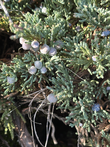 creeping juniper