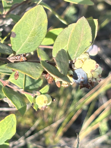 Western Snowberry