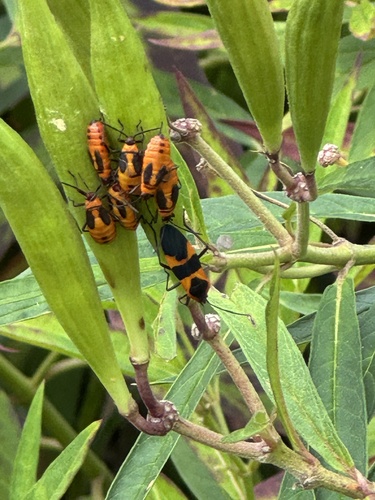Large Milkweed Bug