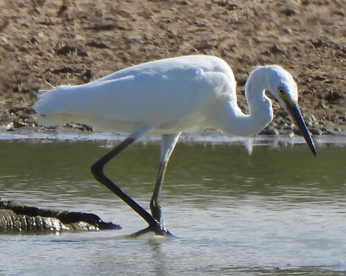 iNaturalist: (c) Jeff Giddins, some rights reserved (CC BY-NC), uploaded by Jeff Giddins iNaturalist image