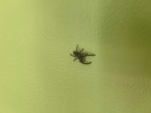 Tan Jumping Spider