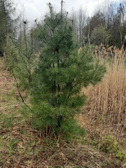 Pinus strobus