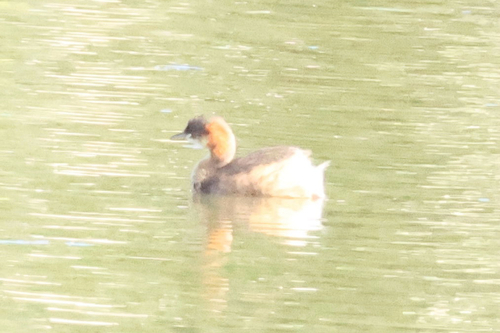 iNaturalist image